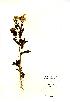  (Chrysanthemum - NMW2141)  @12 [ ] CreativeCommons - Attribution (2012) National Museum Wales National Museum Wales