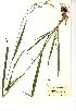  (Bromopsis benekenii - NMW3199)  @11 [ ] CreativeCommons - Attribution (2012) National Museum Wales National Museum Wales
