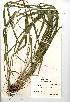  (Festuca altissima - NMW3246)  @11 [ ] CreativeCommons - Attribution (2012) National Museum Wales National Museum Wales
