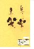  (Pyrola rotundifolia - NMW595)  @11 [ ] Unspecified (default): All Rights Reserved  Unspecified Unspecified