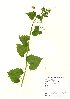  (Alliaria petiolata - NBGW6005)  @11 [ ] Unspecified (default): All Rights Reserved  Unspecified Unspecified
