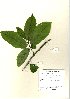  (Castanea sativa - NBGW6013)  @11 [ ] Unspecified (default): All Rights Reserved  Unspecified Unspecified