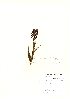  (Dactylorhiza purpurella - NBGW6050)  @11 [ ] Unspecified (default): All Rights Reserved  Unspecified Unspecified