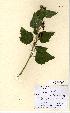  (Althaea officinalis - NMW5182)  @11 [ ] Unspecified (default): All Rights Reserved  Unspecified Unspecified