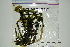  (Vallisneria americana - Microphytes-01)  @11 [ ] CreativeCommons - Attribution (2012) CBG Photography Group Centre for Biodiversity Genomics