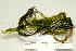  ( - Microphytes-01)  @11 [ ] CreativeCommons - Attribution (2012) CBG Photography Group Centre for Biodiversity Genomics
