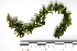  ( - Macrophyte-09)  @11 [ ] CreativeCommons - Attribution (2012) CBG Photography Group Centre for Biodiversity Genomics