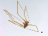  (Spermophora Phi109 - MSU-IIT EPM00067)  @14 [ ] CreativeCommons - Attribution Non-Commercial (2014) MSU-IIT MSU-IIT