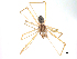  (Spermophora Phi109 - MSU-IIT EPM00078)  @14 [ ] CreativeCommons - Attribution Non-Commercial (2014) MSU-IIT MSU-IIT