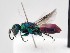  (Chrysis diacantha - PRC_00040)  @11 [ ] nrr (2022) Unspecified Paolo Rosa