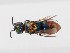  (Chrysis auriceps - PRC_00049)  @11 [ ] nrr (2022) Unspecified Paolo Rosa