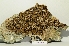  (Protoparmelia montagnei - LPRC5713)  @11 [ ] Copyright (2020) Rémy Poncet Muséum national d'Histoire naturelle, Paris