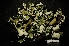  (Cladonia foliacea endiviifolia - LPRC5726)  @11 [ ] Copyright (2020) Rémy Poncet Muséum national d'Histoire naturelle, Paris