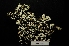  (Cladonia foliacea foliacea - LPRC7253)  @11 [ ] Copyright (2020) Rémy Poncet Muséum national d'Histoire naturelle, Paris