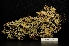 (Anaptychia runcinata - LPRC7267)  @11 [ ] Copyright (2020) Rémy Poncet Muséum national d'Histoire naturelle, Paris