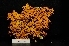  (Xanthoria calcicola - LPRC7269)  @11 [ ] Copyright (2020) Rémy Poncet Muséum national d'Histoire naturelle, Paris