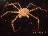  (Inachoididae - BOPD_PRIMBA 006)  @15 [ ] CreativeCommons - Attribution Non-Commercial Share-Alike (2014) Unspecified Laboratorio de Zoología de Invertebrados