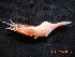  ( - BOPD_PRIMBA 090)  @12 [ ] CreativeCommons - Attribution Non-Commercial Share-Alike (2014) Unspecified Laboratorio de Zoología de Invertebrados