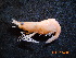  ( - BOPD_PRIMBA 091)  @14 [ ] CreativeCommons - Attribution Non-Commercial Share-Alike (2014) Unspecified Laboratorio de Zoología de Invertebrados