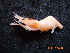  (Austropandalus - BOPD_PRIMBA 092)  @14 [ ] CreativeCommons - Attribution Non-Commercial Share-Alike (2014) Unspecified Laboratorio de Zoología de Invertebrados