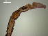  (Echinostoma trivolvis - Ec.GI.Oz.202.1)  @13 [ ] Copyright (2010) Unspecified Environment Canada