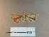  (Phalaenophana nr. pyramusalis - A169c)  @11 [ ] nrr (2022) Aura M. Alonso-Rodríguez University of Vermont