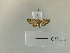  (Eupithecia velutipennis - K030a)  @11 [ ] nrr (2023) Aura M. Alonso-Rodriguez University of Vermont