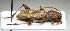  (Xylotrechus stebbingi - BC-PNEF-PSFOR0755)  @13 [ ] Copyright (2017) Rodolphe Rougerie Museum National d'Histoire Naturelle