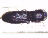 (Crepidophorus mutilatus - BC-PNEF-PSFOR0929)  @12 [ ] Copyright (2017) Rodolphe Rougerie Museum National d'Histoire Naturelle