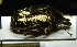  (Protaetia cuprea bourgini - BC-PNEF-PSFOR1130)  @13 [ ] Copyright (2017) Rodolphe Rougerie Museum National d'Histoire Naturelle