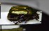  (Protaetia cuprea - BC-PNEF-PSFOR1133)  @13 [ ] Copyright (2017) Rodolphe Rougerie Museum National d'Histoire Naturelle