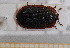  (Peltis ferruginea - BC-PNEF-PSFOR0430)  @14 [ ] Copyright (2013) Thierry Noblecourt Laboratoire National d'Entomologie Forestière, Quillan, France