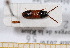  ( - BC-PNEF-PSFOR0474)  @11 [ ] Copyright (2013) Thierry Noblecourt Laboratoire National d'Entomologie Forestière, Quillan, France