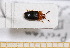  ( - BC-PNEF-PSFOR0477)  @11 [ ] Copyright (2013) Thierry Noblecourt Laboratoire National d'Entomologie Forestière, Quillan, France