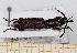  (Amorphocephala coronata - BC-PNEF-PSFOR0496)  @11 [ ] Copyright (2013) Thierry Noblecourt Laboratoire National d'Entomologie Forestière, Quillan, France