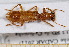  (Opilo pallidus - BC-PNEF-PSFOR0503)  @13 [ ] Copyright (2013) Thierry Noblecourt Laboratoire National d'Entomologie Forestière, Quillan, France