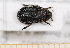  (Trox perrisii - BC-PNEF-PSFOR0545)  @13 [ ] Copyright (2013) Thierry Noblecourt Laboratoire National d'Entomologie Forestière, Quillan, France