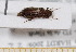  (Cacotemnus - BC-PNEF-PSFOR0549)  @11 [ ] Copyright (2013) Thierry Noblecourt Laboratoire National d'Entomologie Forestière, Quillan, France