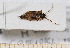  (Ptinus italicus - BC-PNEF-PSFOR0560)  @13 [ ] Copyright (2013) Thierry Noblecourt Laboratoire National d'Entomologie Forestière, Quillan, France