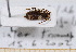  (Ptinus pyrenaeus - BC-PNEF-PSFOR0563)  @11 [ ] Copyright (2013) Thierry Noblecourt Laboratoire National d'Entomologie Forestière, Quillan, France