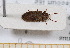  (Xestobium declive - BC-PNEF-PSFOR0566)  @11 [ ] Copyright (2013) Thierry Noblecourt Laboratoire National d'Entomologie Forestière, Quillan, France