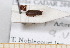  (Anobium hederae - BC-PNEF-PSFOR0571)  @12 [ ] Copyright (2013) Thierry Noblecourt Laboratoire National d'Entomologie Forestière, Quillan, France
