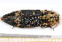  (Danosoma fasciata - BC-PNEF-PSFOR0624)  @14 [ ] Copyright (2013) Thierry Noblecourt Laboratoire National d'Entomologie Forestière, Quillan, France