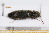  ( - BC-PNEF-PSFOR0643)  @13 [ ] Copyright (2013) Thierry Noblecourt Laboratoire National d'Entomologie Forestière, Quillan, France