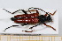  (Stictoleptura erythroptera - BC-PNEF-PSFOR0688)  @13 [ ] Copyright (2013) Thierry Noblecourt Laboratoire National d'Entomologie Forestière, Quillan, France