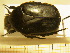  (Protaetia opaca - BC-PNEF-PSFOR0218)  @12 [ ] Copyright (2013) Thierry Noblecourt Laboratoire National d'Entomologie Forestière, Quillan, France