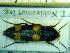  (Dircaea australis - BC-PNEF-PSFOR0232)  @11 [ ] Copyright (2013) Thierry Noblecourt Laboratoire National d'Entomologie Forestière, Quillan, France