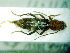  (Chlorophorus ruficornis - BC-PNEF-PSFOR0086)  @12 [ ] Copyright (2013) Thierry Noblecourt Laboratoire National d'Entomologie Forestière, Quillan, France