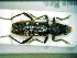 (Chlorophorus sartor - BC-PNEF-PSFOR0087)  @13 [ ] Copyright (2013) Thierry Noblecourt Laboratoire National d'Entomologie Forestière, Quillan, France