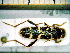  (Clytus rhamni - BC-PNEF-PSFOR0091)  @12 [ ] Copyright (2013) Thierry Noblecourt Laboratoire National d'Entomologie Forestière, Quillan, France